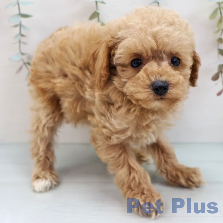 トイ・プードルの写真2