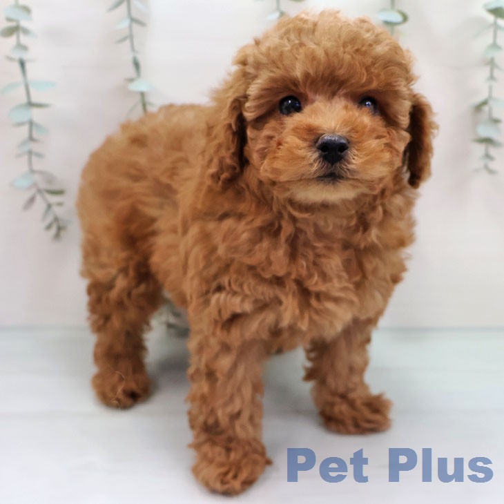 トイ・プードル