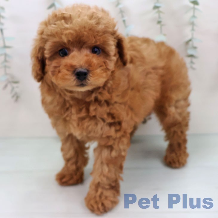 トイ・プードルの写真2