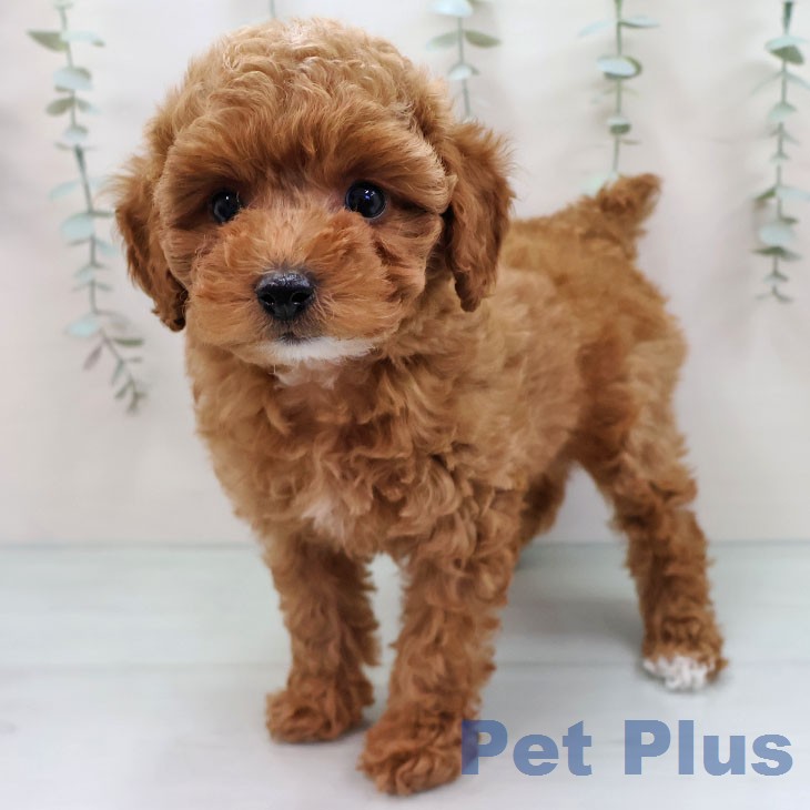 トイ・プードル