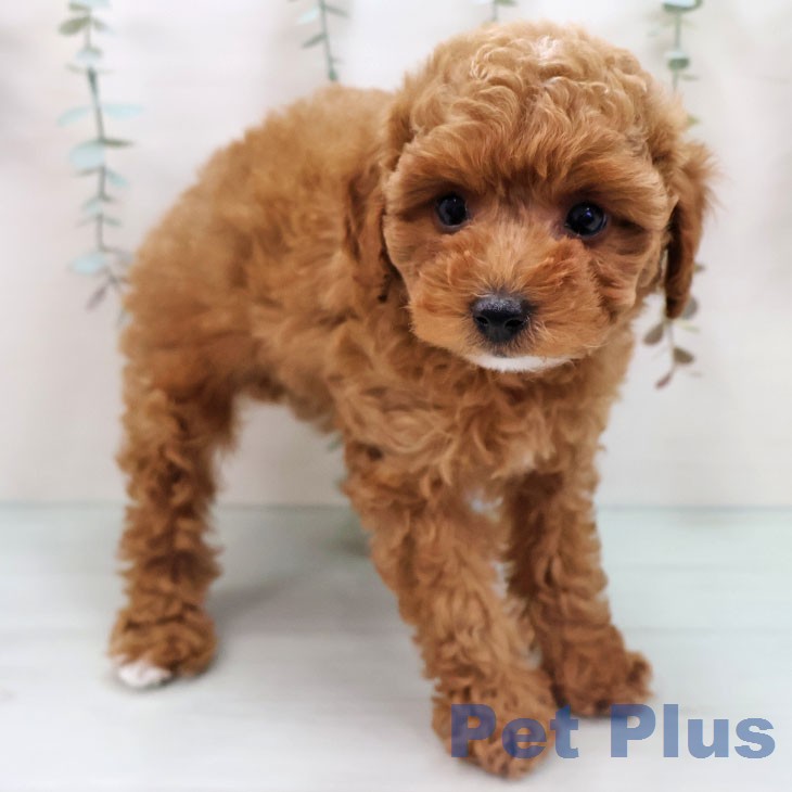 トイ・プードルの写真2