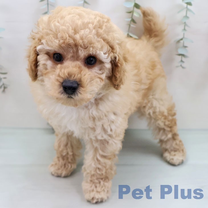 トイ・プードル