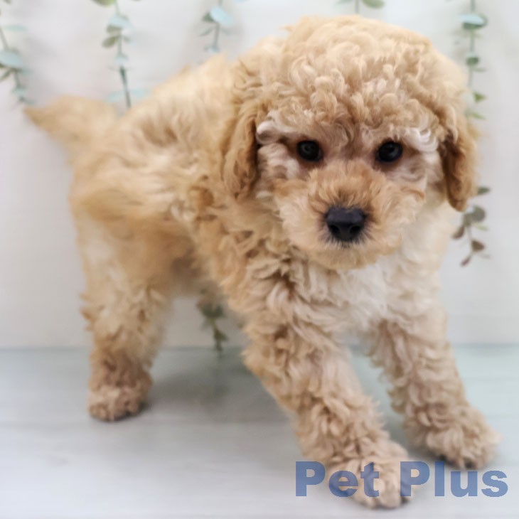 トイ・プードルの写真2