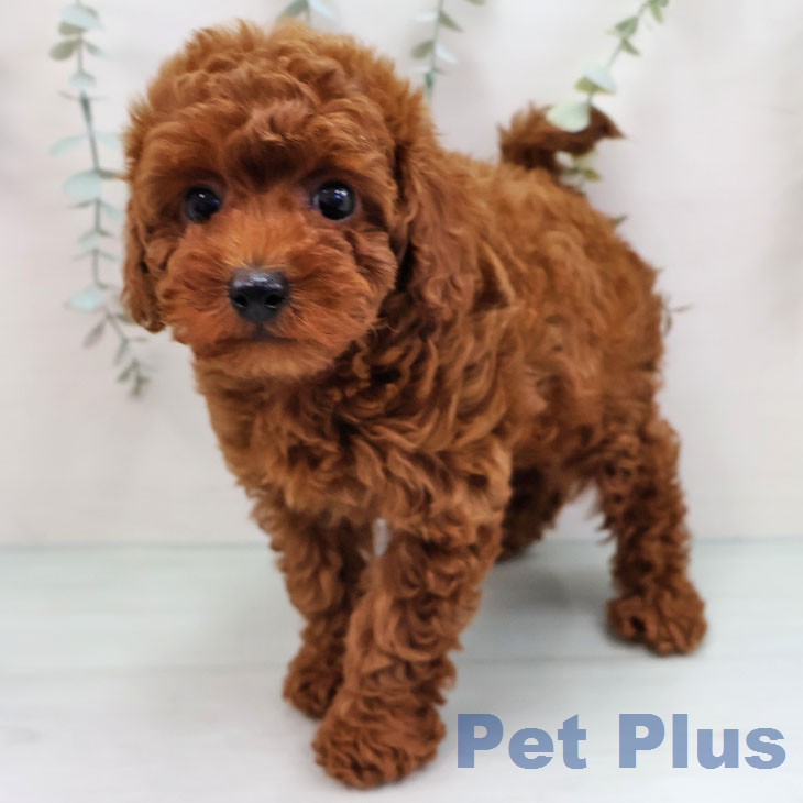 トイ・プードルの写真2