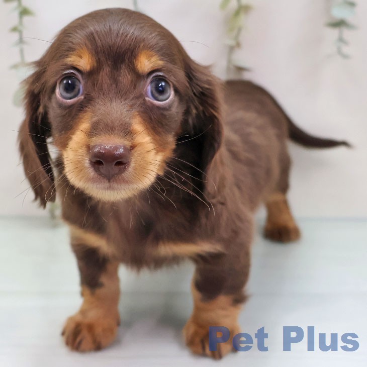 カニーンヘン・ダックスフンド