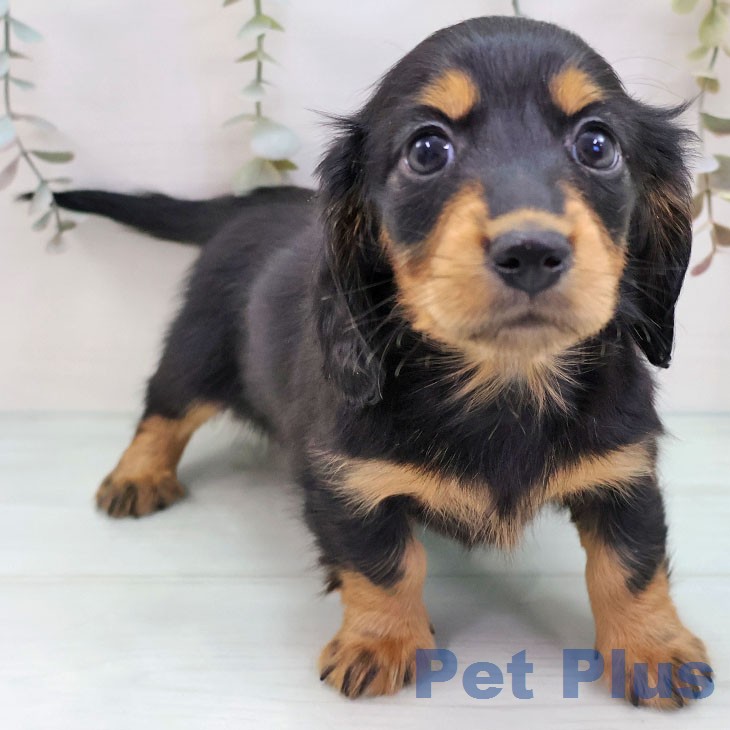 カニーンヘン・ダックスフンドの写真2