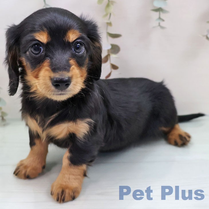 カニーンヘン・ダックスフンド