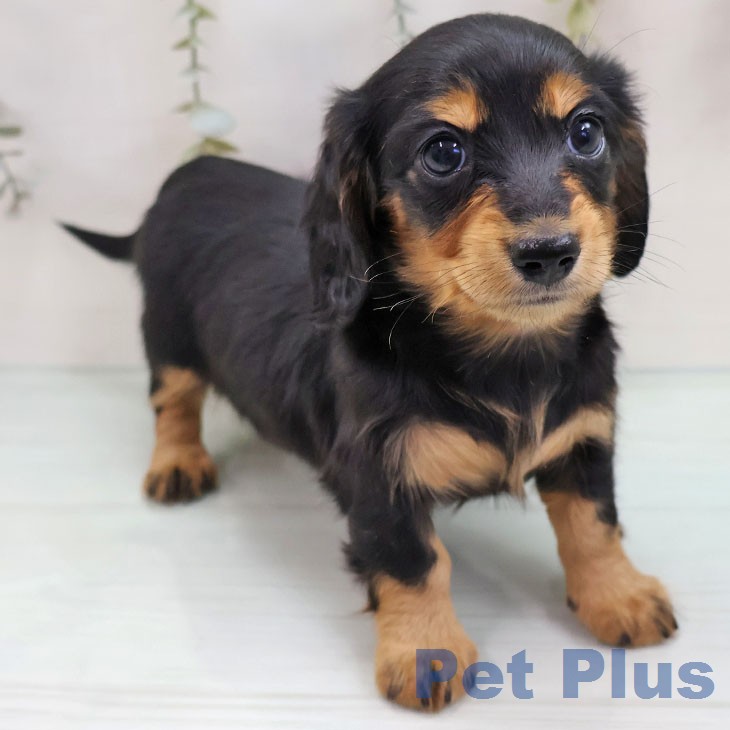 カニーンヘン・ダックスフンドの写真2