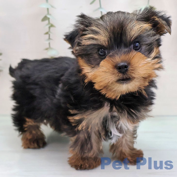 ヨークシャー・テリア