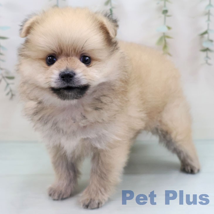ポメラニアンの写真2