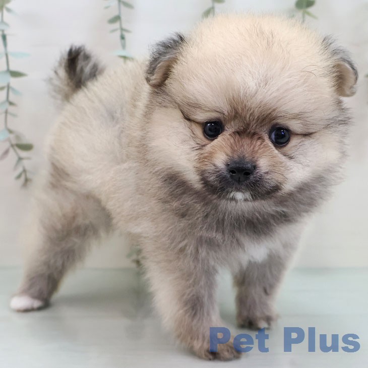 ポメラニアンの写真2