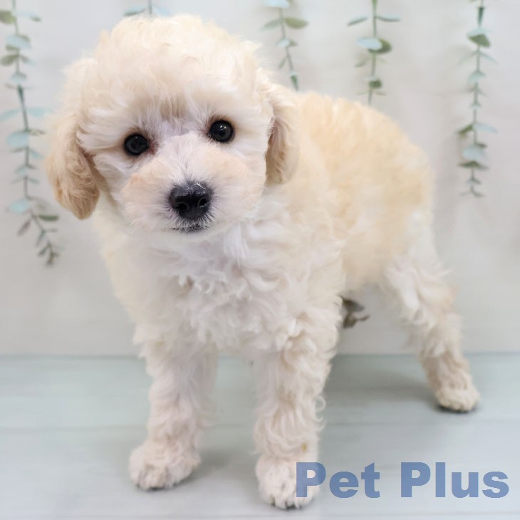 トイ・プードル