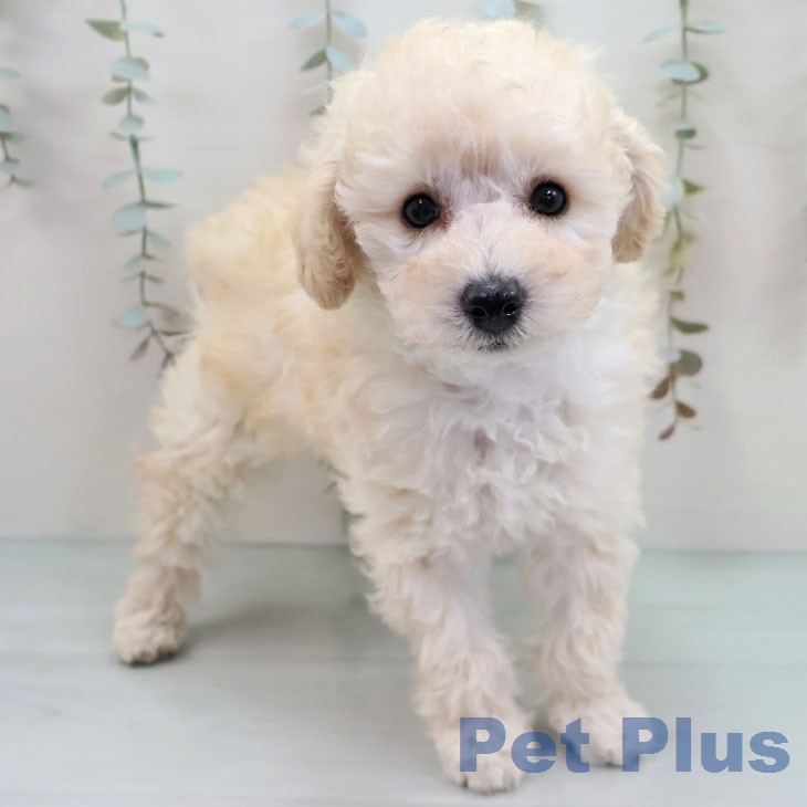 トイ・プードル