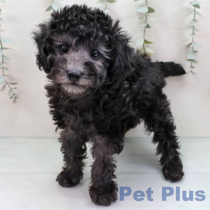 トイ・プードル