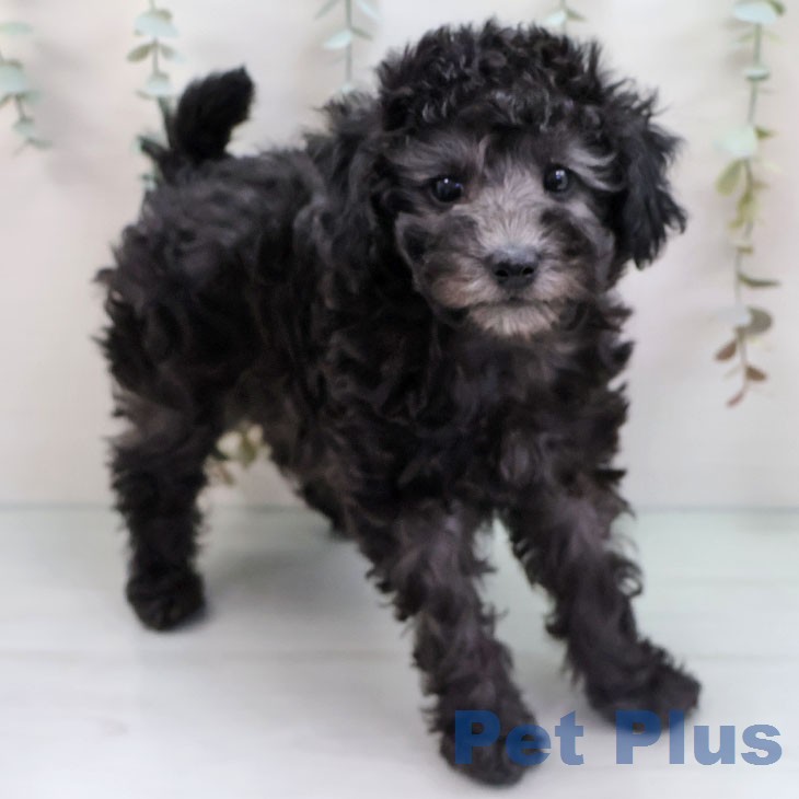 トイ・プードルの写真2