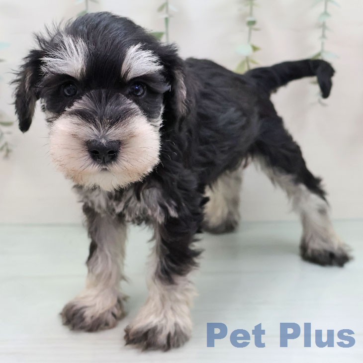 ミニチュア・シュナウザー