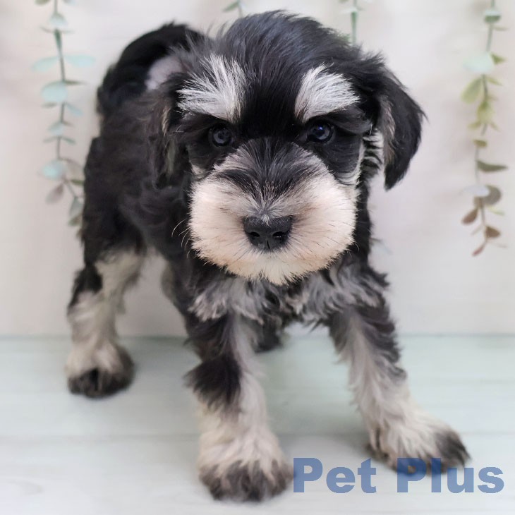 ミニチュア・シュナウザーの写真2