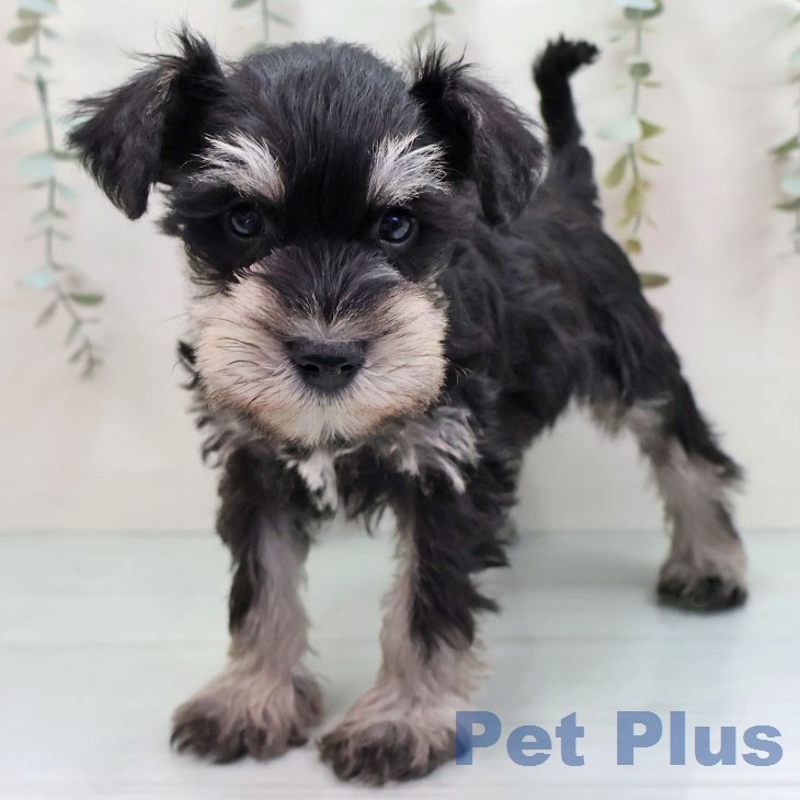 ミニチュア・シュナウザー