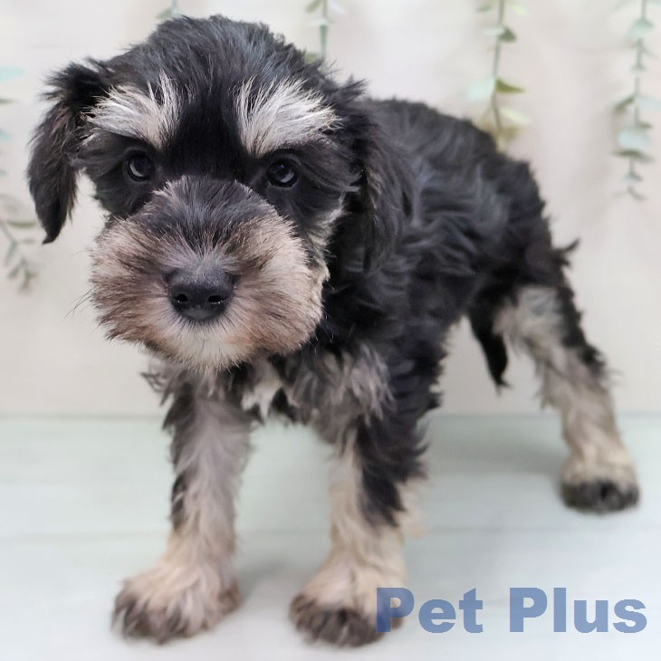 ミニチュア・シュナウザー