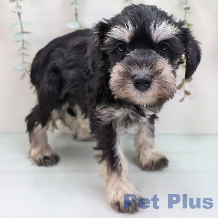 ミニチュア・シュナウザー