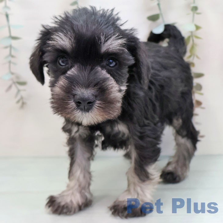 ミニチュア・シュナウザー