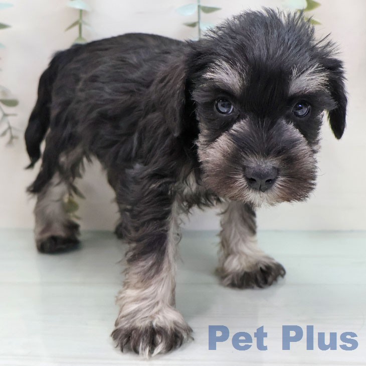 ミニチュア・シュナウザーの写真2