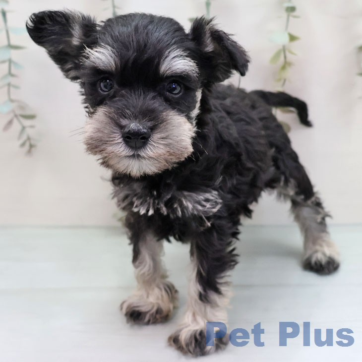 ミニチュア・シュナウザー