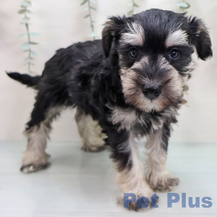 ミニチュア・シュナウザー