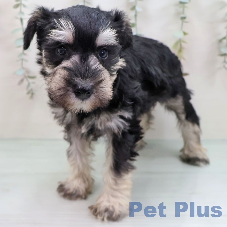 ミニチュア・シュナウザーの写真2