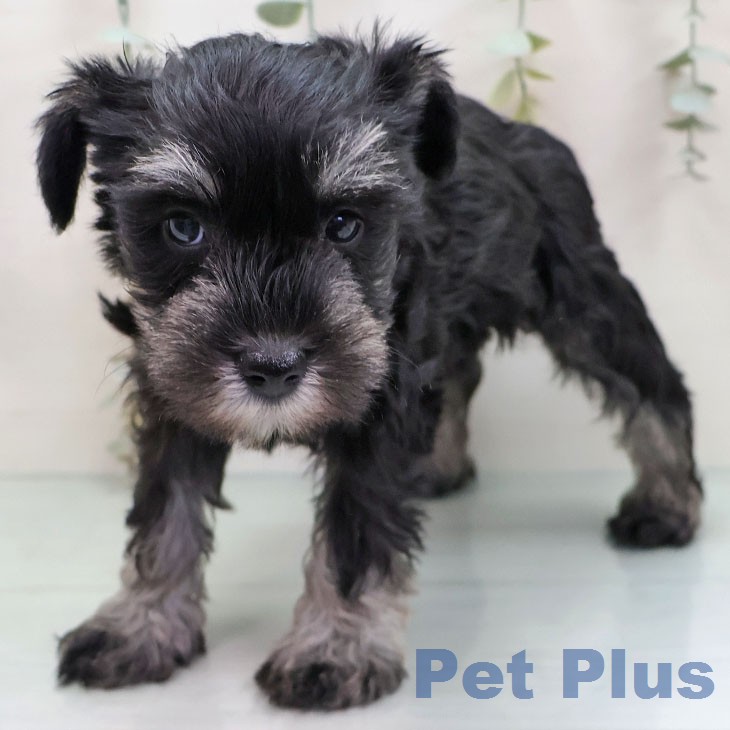 ミニチュア・シュナウザー