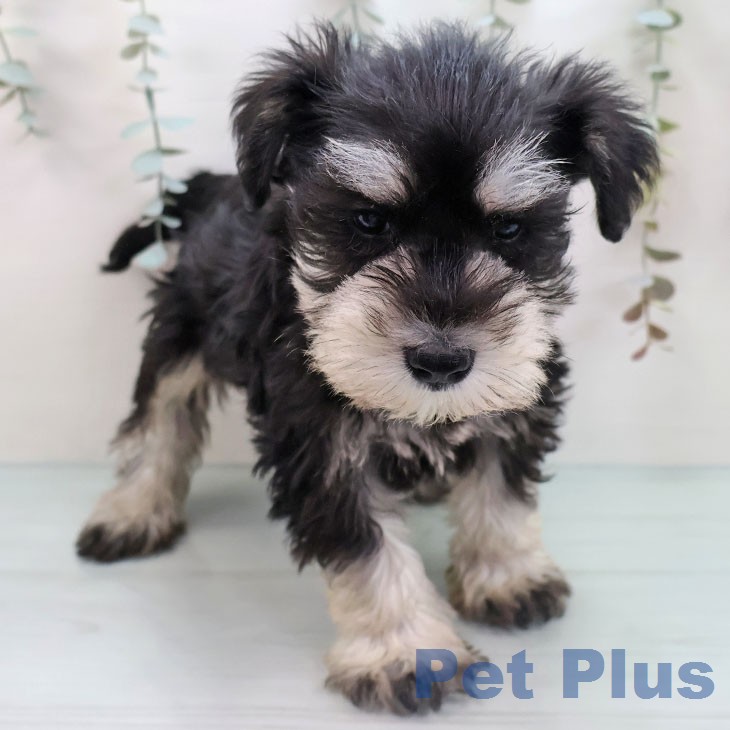 ミニチュア・シュナウザー