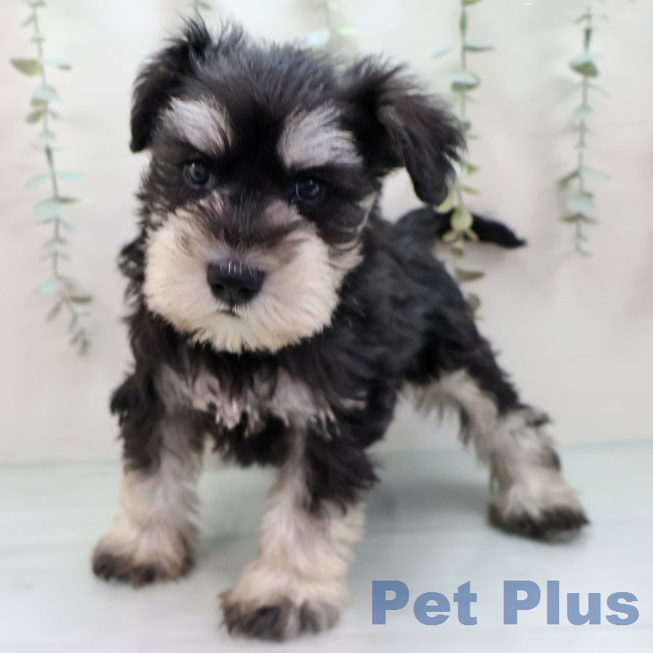 ミニチュア・シュナウザーの写真2