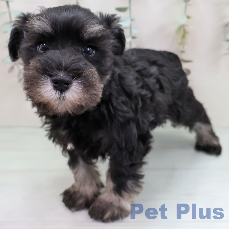 ミニチュア・シュナウザー