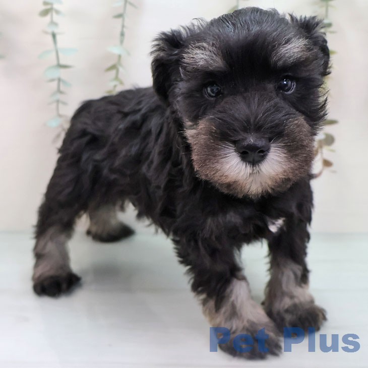 ミニチュア・シュナウザーの写真2