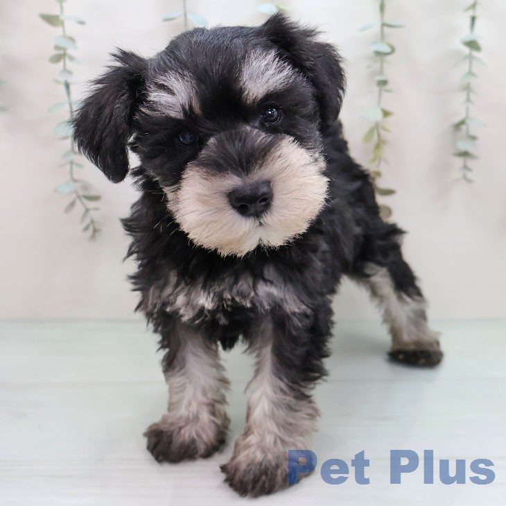 ミニチュア・シュナウザー