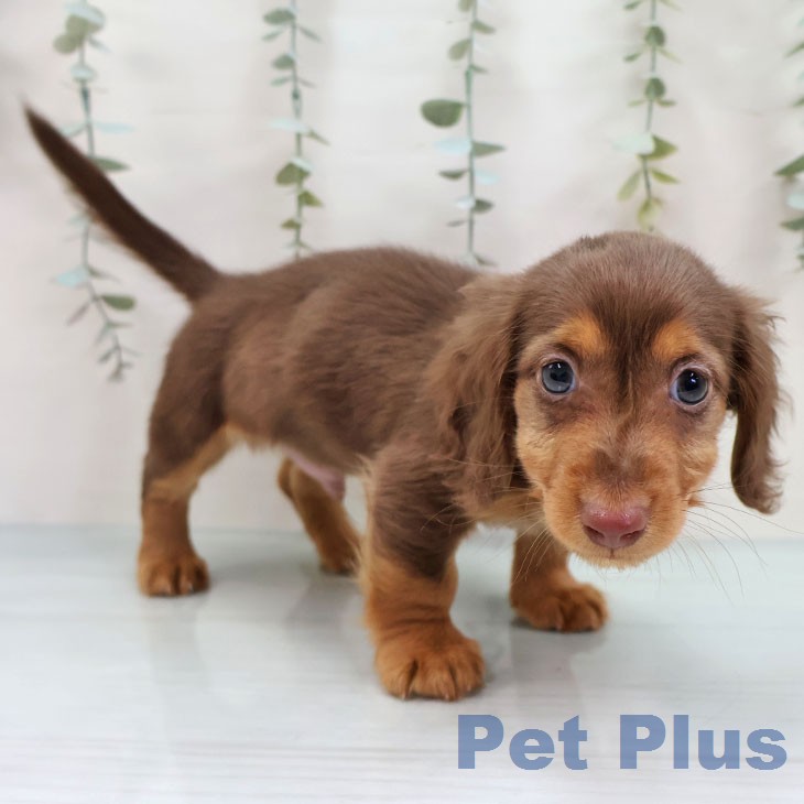 ミニチュア・ダックスフンドの写真2