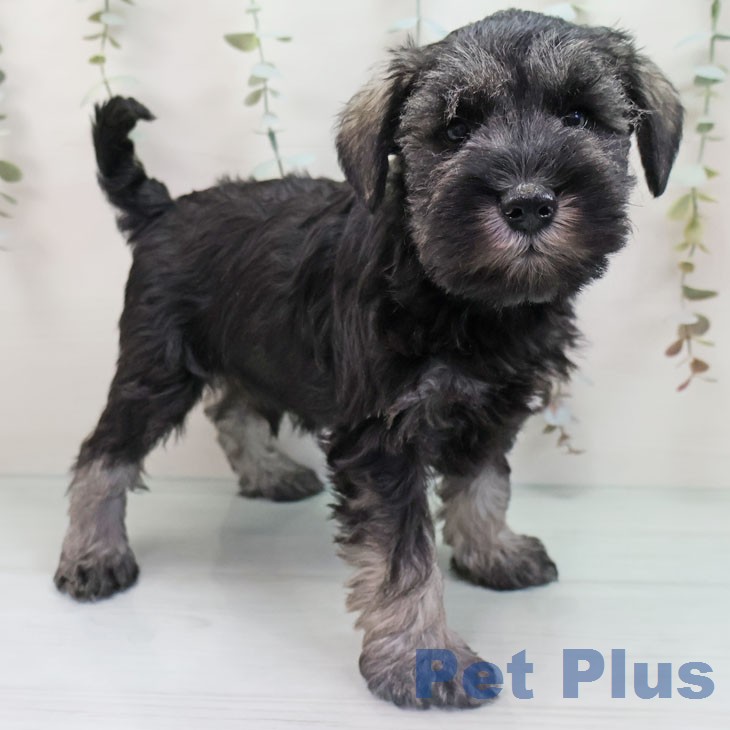 ミニチュア・シュナウザー