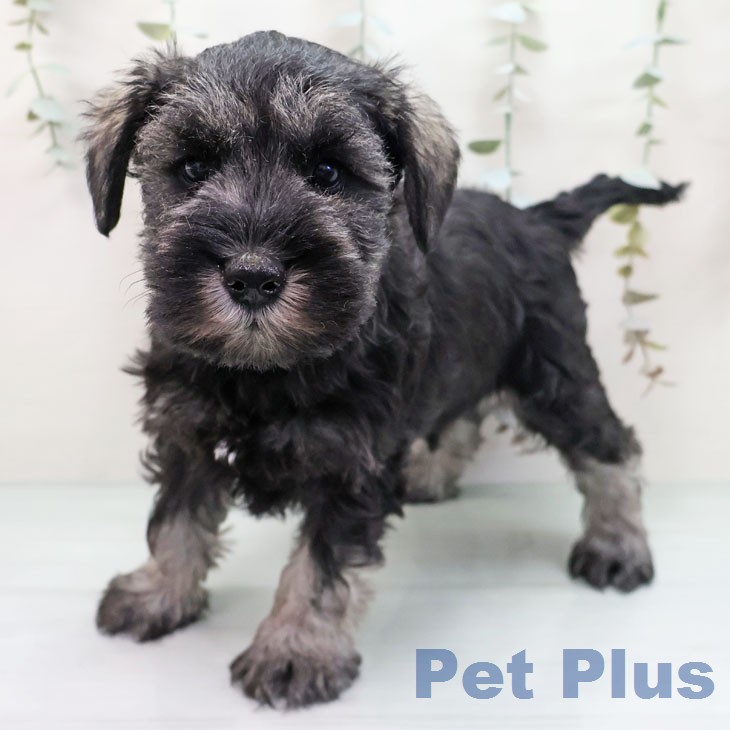 ミニチュア・シュナウザーの写真2