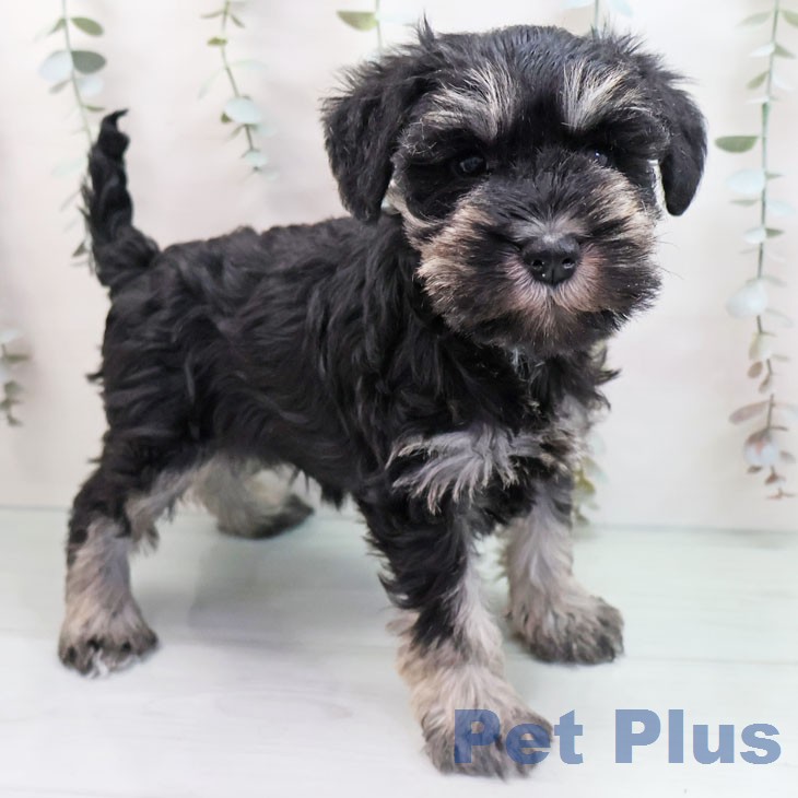 ミニチュア・シュナウザー