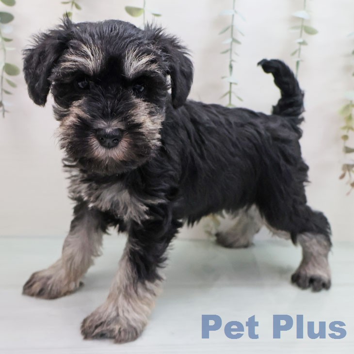 ミニチュア・シュナウザーの写真2