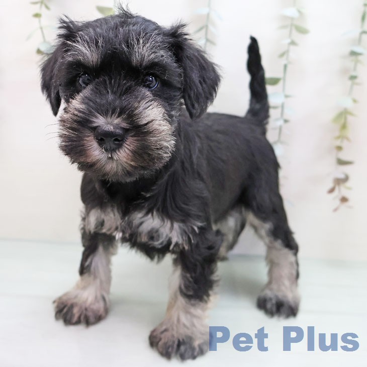 ミニチュア・シュナウザー