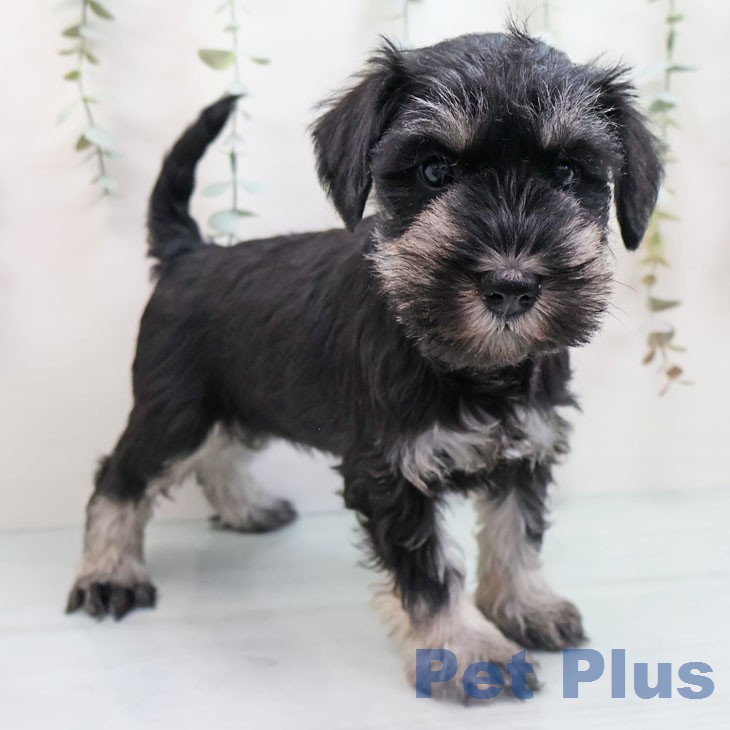 ミニチュア・シュナウザーの写真2