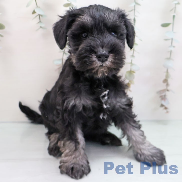 ミニチュア・シュナウザー