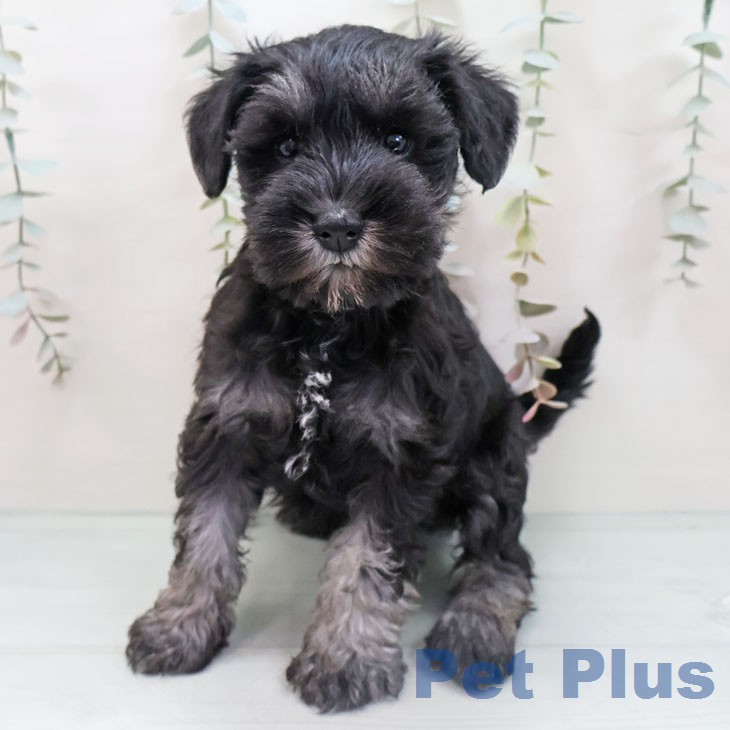 ミニチュア・シュナウザーの写真2