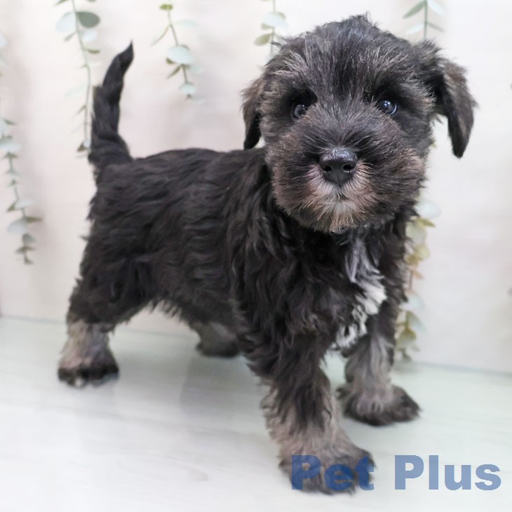 ミニチュア・シュナウザー