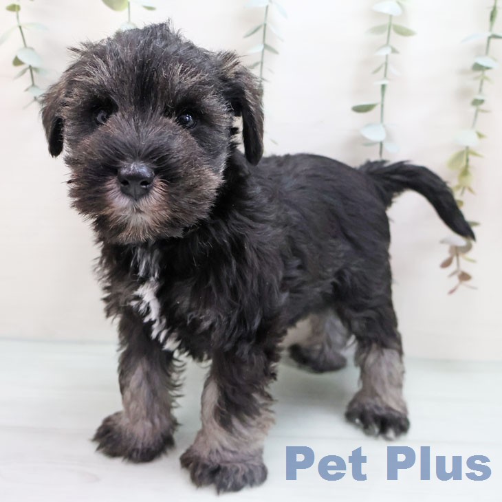 ミニチュア・シュナウザーの写真2