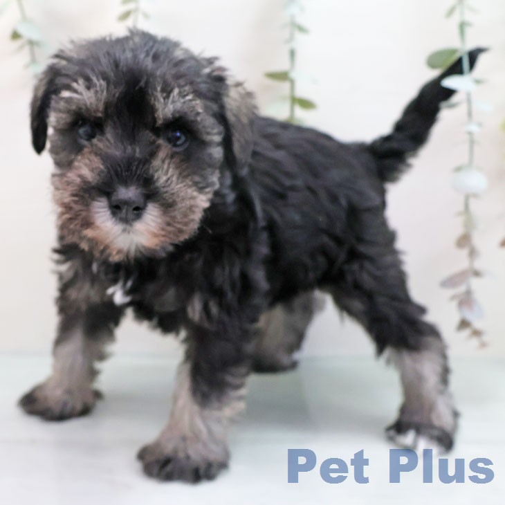 ミニチュア・シュナウザーの写真2