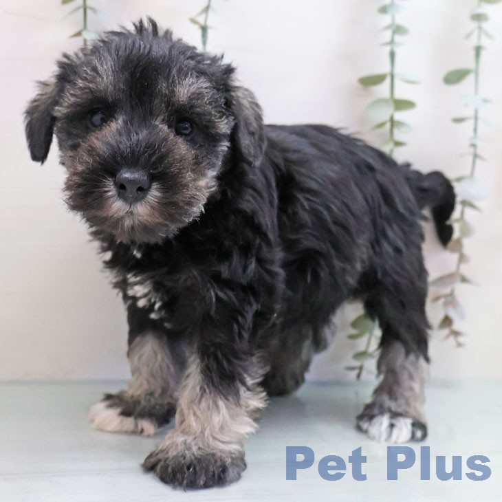 ミニチュア・シュナウザー