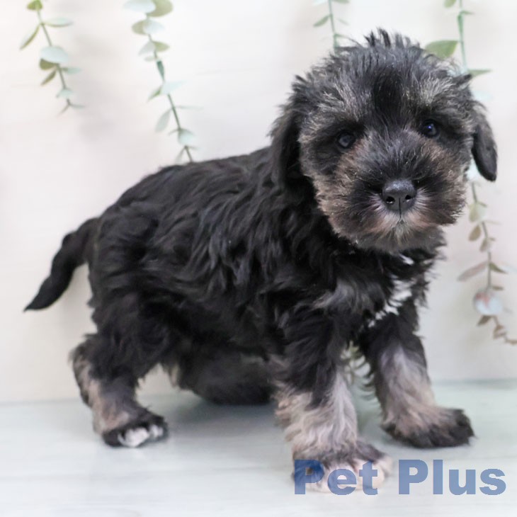 ミニチュア・シュナウザーの写真2