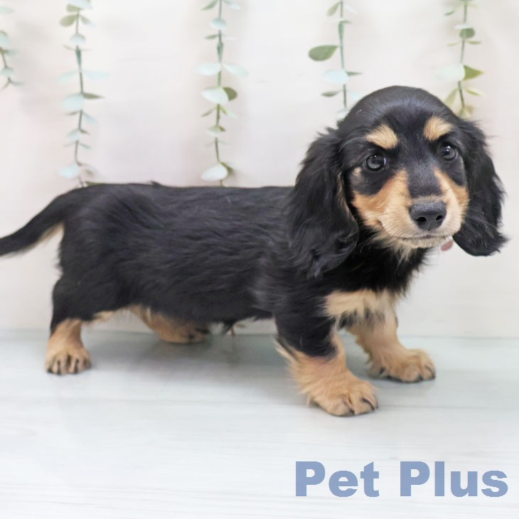 ミニチュア・ダックスフンド